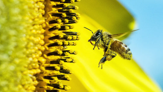 abeille, le miel et le thé